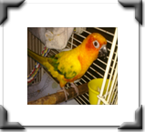 birds, cats, dogs we take provide pet care to all